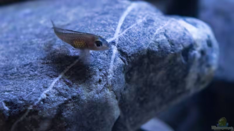 Lamprologus signatus im Aquarien halten (Einrichtungsbeispiele für Vielfachgebänderter Buntbarsch)