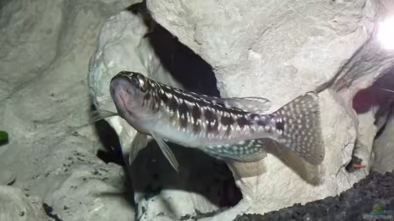 Lepidiolamprologus kendalli im Aquarium halten (Einrichtungsbeispiele für Kendalls Tanganjikasee-Buntbarsch)