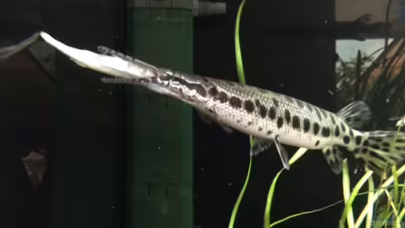 Lepisosteus Arten im Aquarium halten (Einrichtungsbeispiele für Lepisosteus)