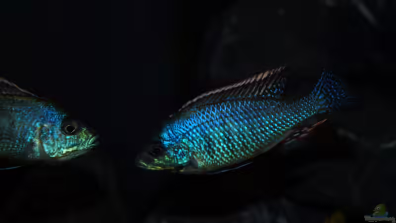 Aquarien mit Lethrinops lethrinus