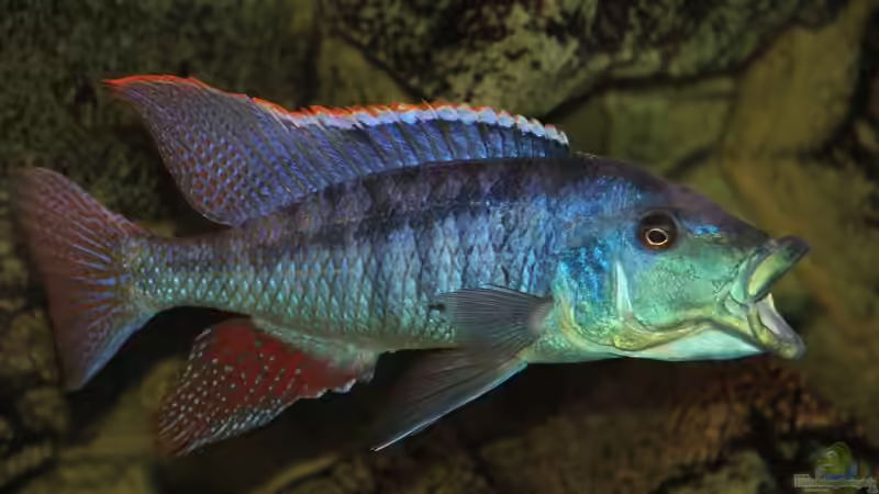 Einrichtungsbeispiele für Lichnochromis acuticeps Einrichtungsbeispiele für Lichnochromis acuticeps