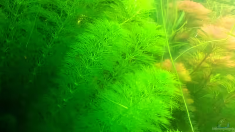 Limnophila indica im Aquarium pflanzen (Einrichtungsbeispiele mit Indischer Sumpffreund) Limnophila indica im Aquarium pflanzen (Einrichtungsbeispiele mit Indischer Sumpffreund)