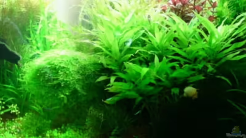 Links is es irgendwie ein bischen leer!!   Der Indische Wasserfreund will nich so richtig!!!