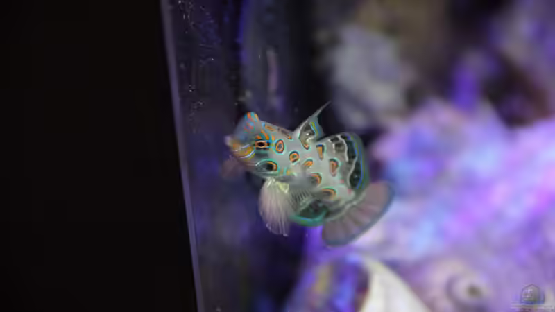 Synchiropus picturatus im Aquarium halten (Einrichtungsbeispiele für LSD Mandarin-Fisch) Synchiropus picturatus im Aquarium halten (Einrichtungsbeispiele für LSD Mandarin-Fisch)