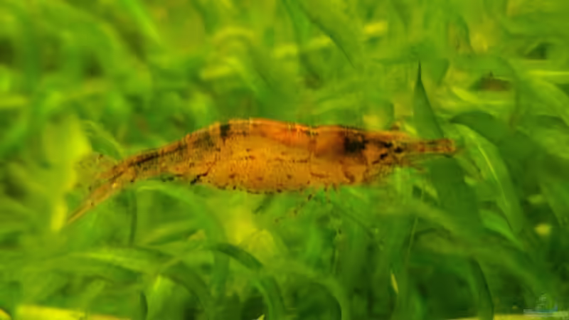 Caridina propinqua im Aquarium pflegen (Einrichtungsbeispiele mit Mandarinengarnelen) Caridina propinqua im Aquarium pflegen (Einrichtungsbeispiele mit Mandarinengarnelen)