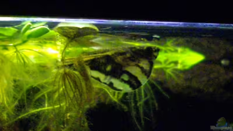 Aquarien mit Carnegiella strigata (Einrichtungsbeispiele für den Marmorierten Beilbauch)