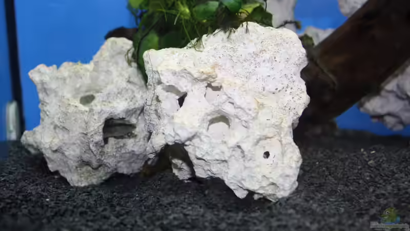Aquarien mit Mastacembelus armatus (Einrichtungsbeispiele für Riesen-Stachelaal)