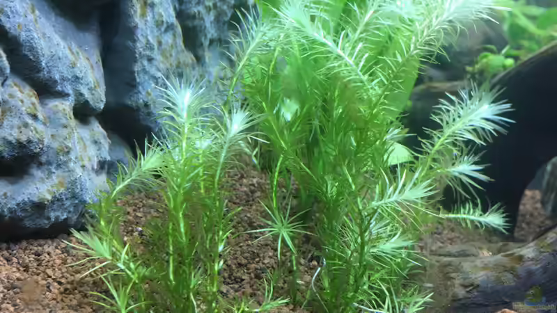Mayaca fluviatilis im Aquarium (Einrichtungsbeispiele mit Bach-Mayaca)