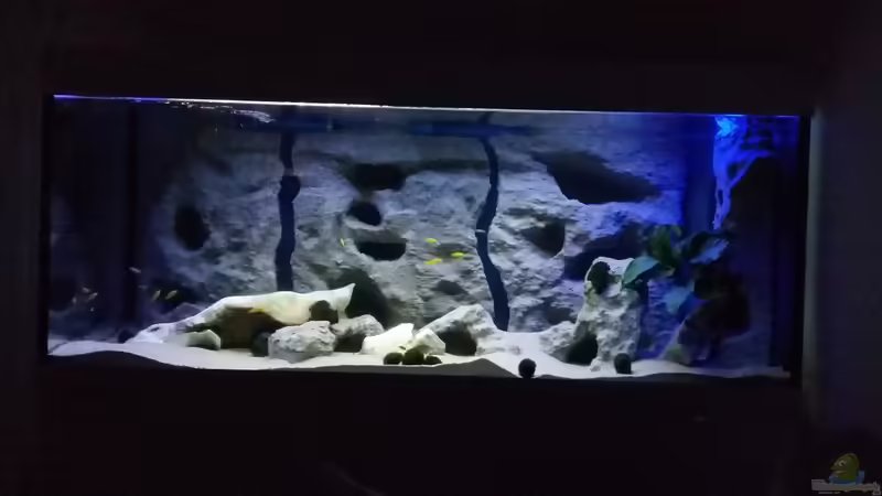Mbuna-Becken