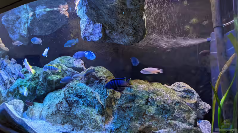 Mbuna