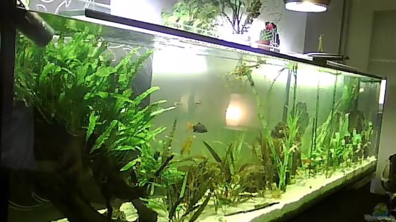 MEIN  2  METER ASIEN BIOTOP