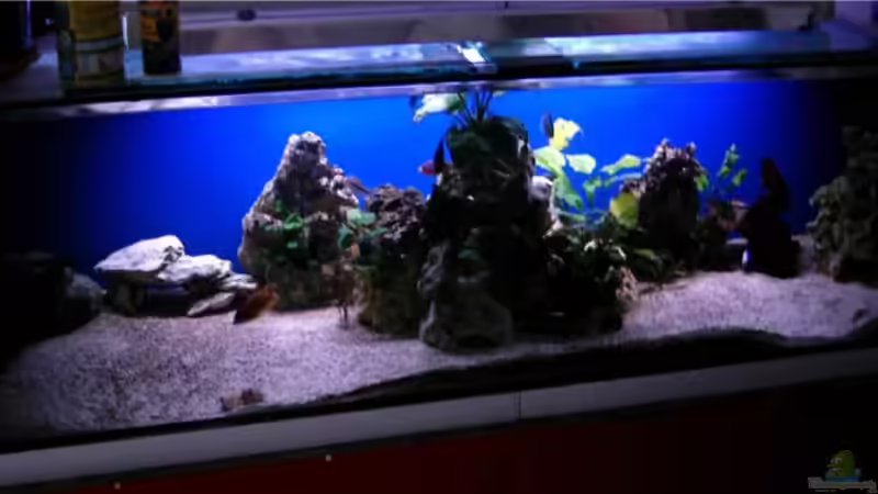 Mein 500l Nonmbuna Becken