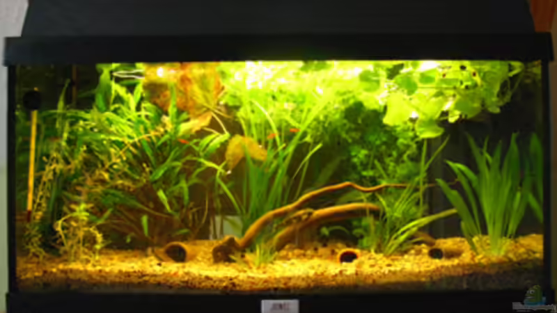 Mein 54L Aquarium