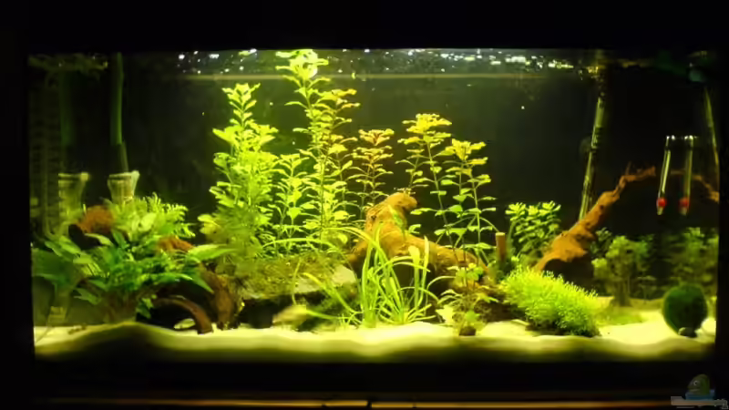 Mein Aquarium am 04.10.2008