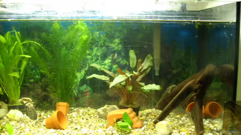 Mein Aquarium