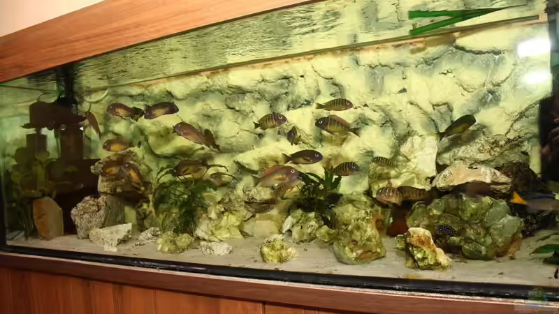 mein Aquarium