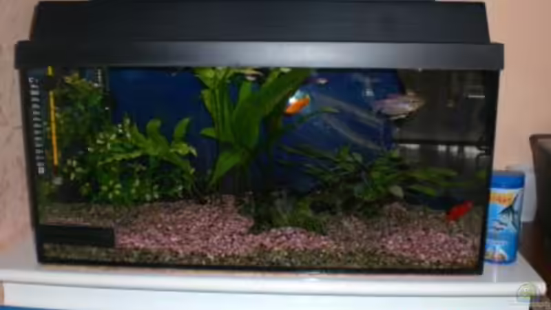 mein aquarium