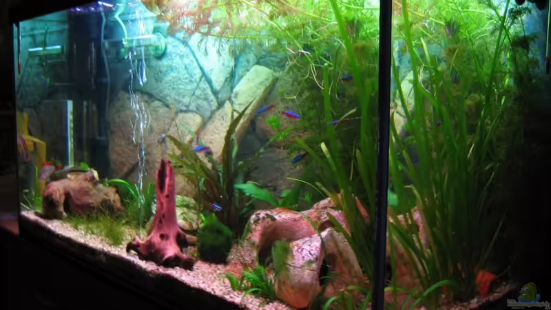 Mein Aquarium05.09.08