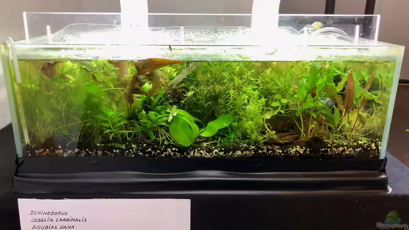 Mein Besuch auf der Aqua-Fisch in Friedrichshafen