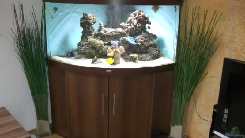 Beispiele und Infos zu Meerwasseraquarien (Einrichtungsbeispiele für ein Salzwasseraquarium)