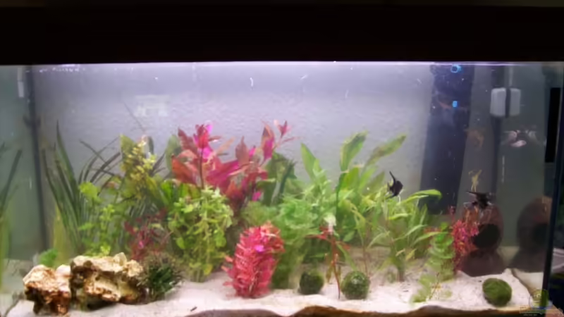 mein neues becken