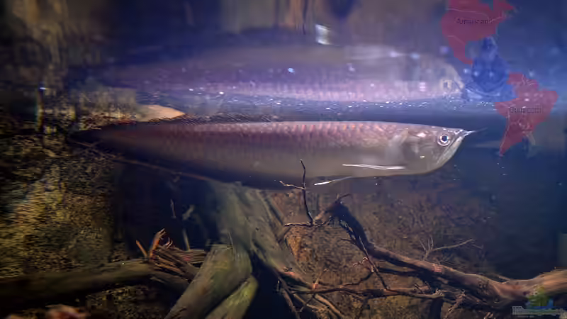Arowana im Aquarium halten (Einrichtungsbeispiele für Osteoglossum bicirrhosum) Arowana im Aquarium halten (Einrichtungsbeispiele für Osteoglossum bicirrhosum)