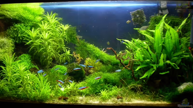 mein Sü??wasserriff