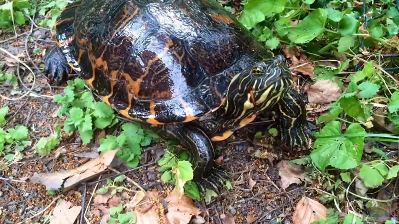 Meine Schildkröte Morla von Helga Kury