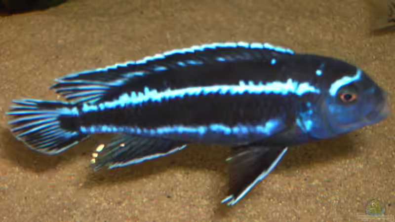 Melanochromis vermivorus im Aquarium halten (Einrichtungsbeispiele für Stahlblauer Maulbrüter) Melanochromis vermivorus im Aquarium halten (Einrichtungsbeispiele für Stahlblauer Maulbrüter)