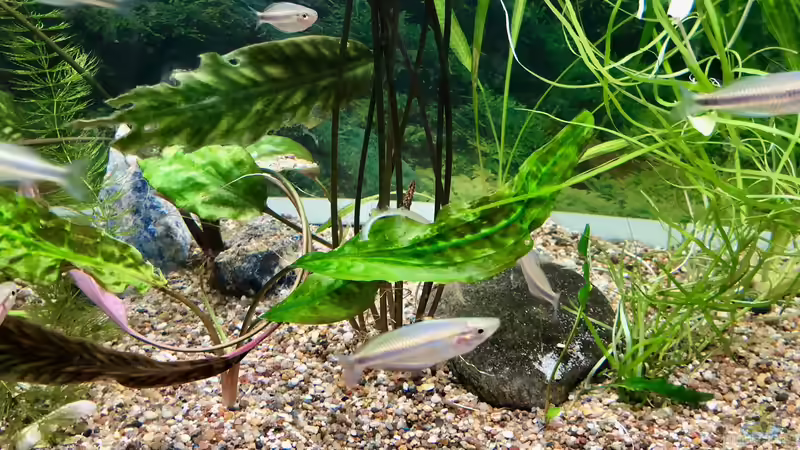 Melanotaenia mamahensis im Aquarien (Einrichtungsbeispiele für Melanotaenia mamahensis) Melanotaenia mamahensis im Aquarien (Einrichtungsbeispiele für Melanotaenia mamahensis)