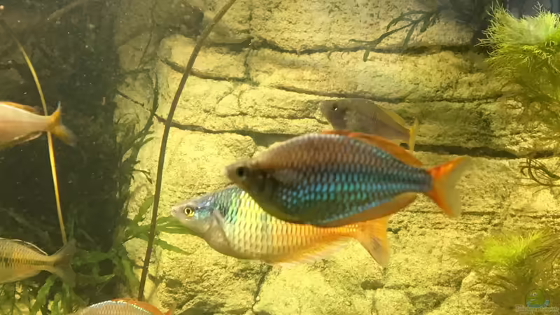 Einrichtungsbeispiele mit Zwerg-Neon-Regenbogenfischen (Melanotaenia praecox) Einrichtungsbeispiele mit Zwerg-Neon-Regenbogenfischen (Melanotaenia praecox)