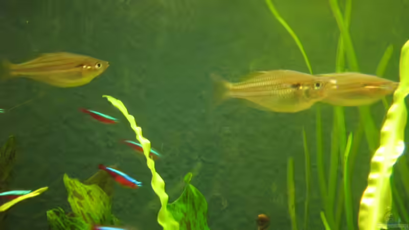 Aquarien mit Melanotaenia sexlineata (Sechslinien-Regenbogenfisch) Aquarien mit Melanotaenia sexlineata (Sechslinien-Regenbogenfisch)