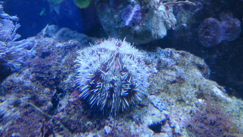 Mespilia globulus im Aquarium halten (Einrichtungsbeispiele für Kugel-Seeigel)