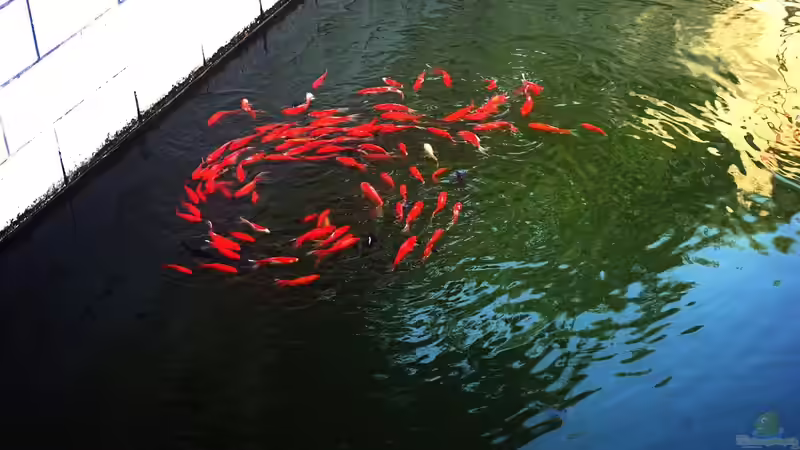 Milde Winter und ihre Auswirkungen auf die Winterruhe von Goldfischen