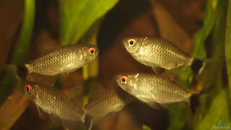 Moenkhausia sanctaefilomenae im Aquarium (Einrichtungsbeispiele für Rotaugen-Moenkhausia)