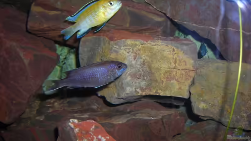 Aquarium einrichten