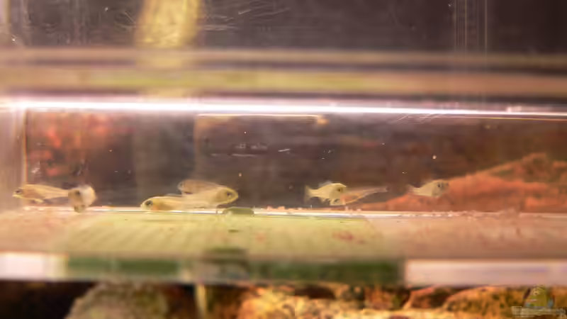 Einrichtungsbeispiele für Placidochromis phenochilus (Weißlippen Phenochilus)
