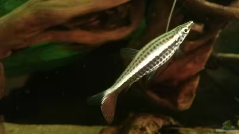 Aquarien mit Nannostomus eques (Spitzmaul-Ziersalmler) Aquarien mit Nannostomus eques (Spitzmaul-Ziersalmler)