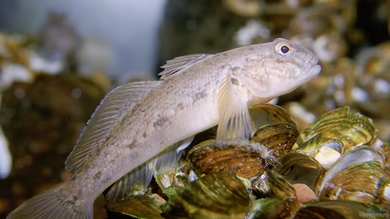 Neogobius melanostomus: Längst heimisch in deutschen Gewässern oder gefährliche invasive Art?