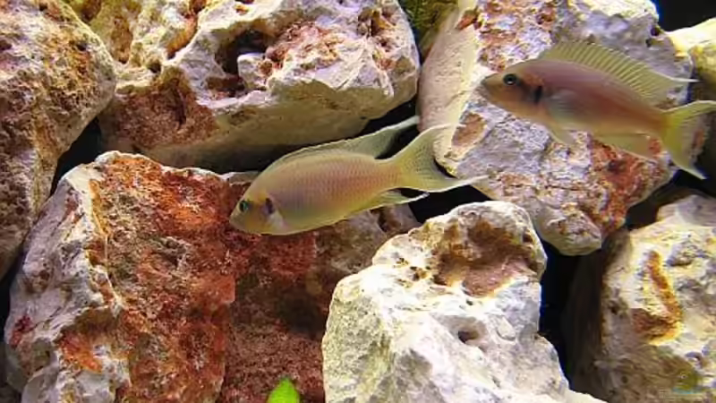 Einrichtungsbeispiele für Aquarien mit Prinzessin von Burundi (Neolamprologus brichardi) Einrichtungsbeispiele für Aquarien mit Prinzessin von Burundi (Neolamprologus brichardi)