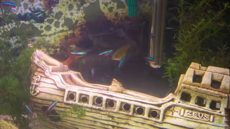 Aquarien mit Barben und Bärblingen Aquarien mit Barben und Bärblingen