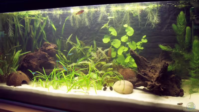 Neues Becken