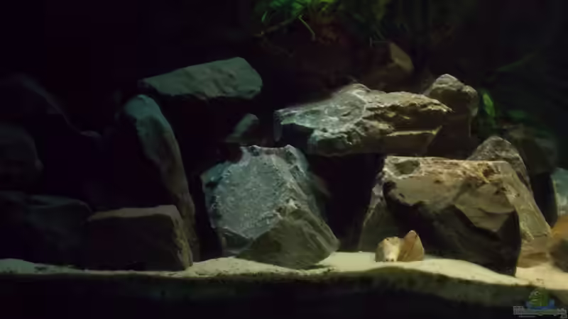 Aquarien mit LED-Beleuchtung