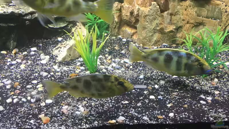Nimbochromis venustus im Aquarium (Einrichtungsbeispiele mit Pfauenmaulbrüter) Nimbochromis venustus im Aquarium (Einrichtungsbeispiele mit Pfauenmaulbrüter)