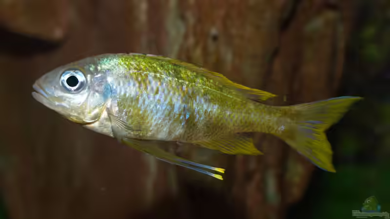 Aquarien mit Ophthalmotilapia ventralis (Blauer Fadenmaulbrüter)