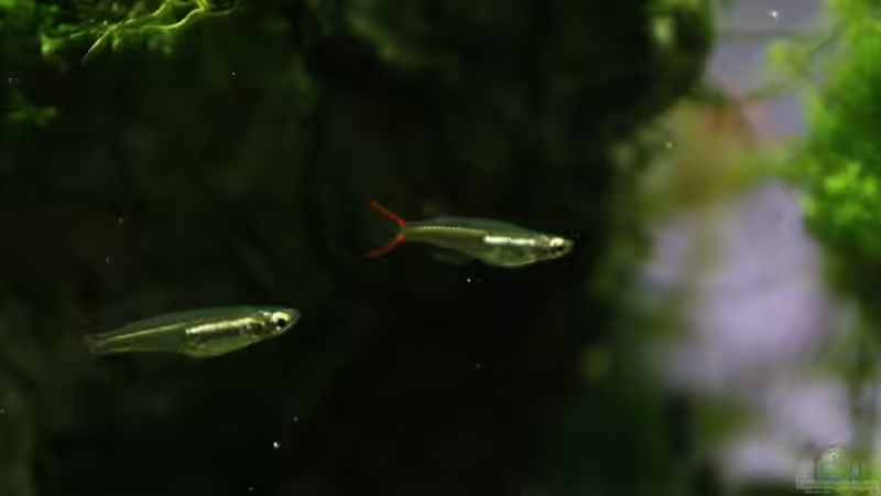 Oryzias mekongensis im Aquarium halten (Einrichtungsbeispiele für Mekong-Reiskärpflinge) Oryzias mekongensis im Aquarium halten (Einrichtungsbeispiele für Mekong-Reiskärpflinge)