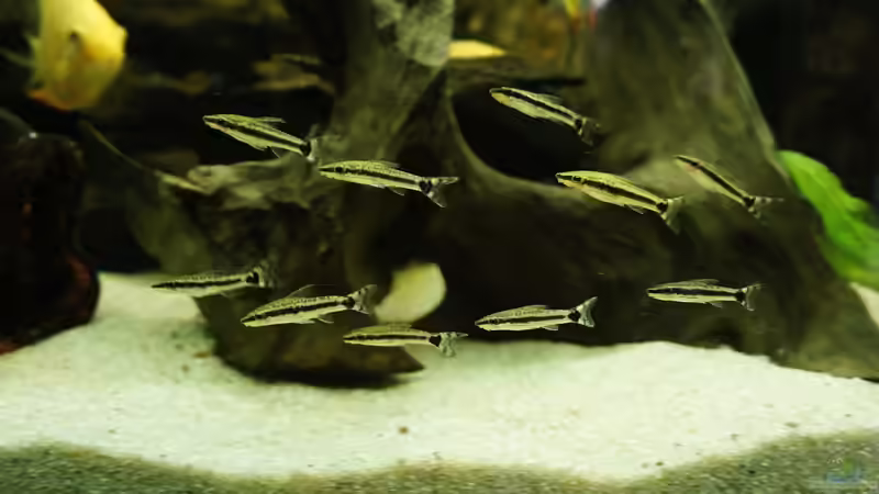 Aquarien mit Otocinclus hoppei (Ohrgitter-Harnischwels) Aquarien mit Otocinclus hoppei (Ohrgitter-Harnischwels)