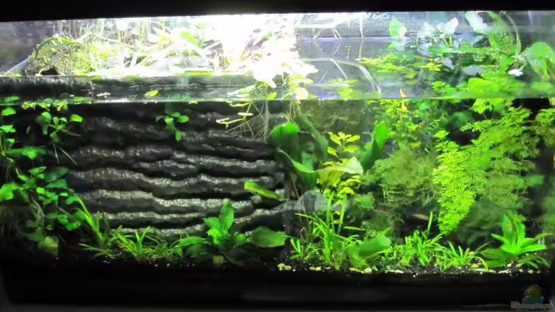 Paludarium-Gesamtblick