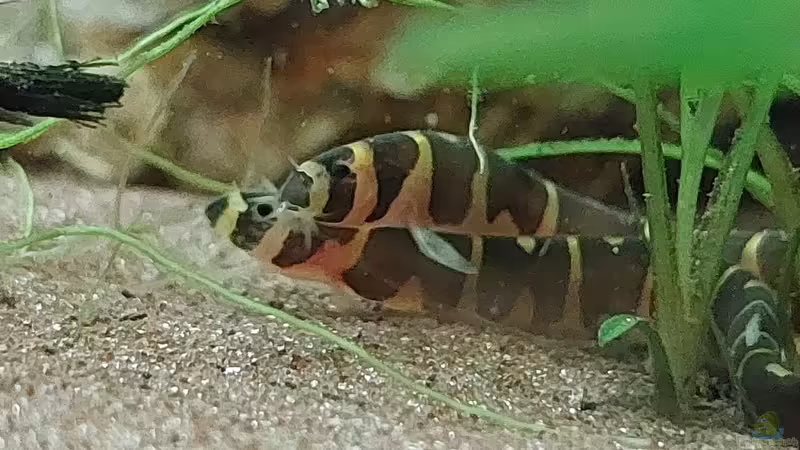 Pangio myersi im Aquarium halten (Einrichtungsbeispiele für Pangio myersi) Pangio myersi im Aquarium halten (Einrichtungsbeispiele für Pangio myersi)