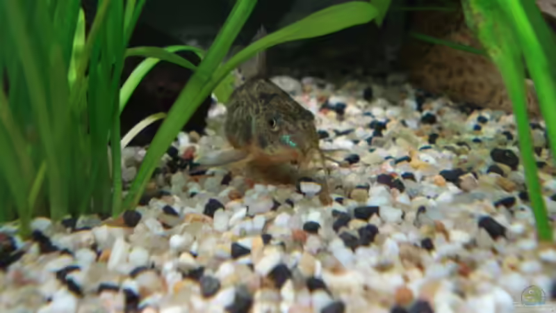 Wels Haltung im Aquarium (Einrichtungsbeispiele mit Welsen)